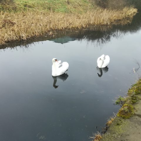 Manchester & Bolton Canal